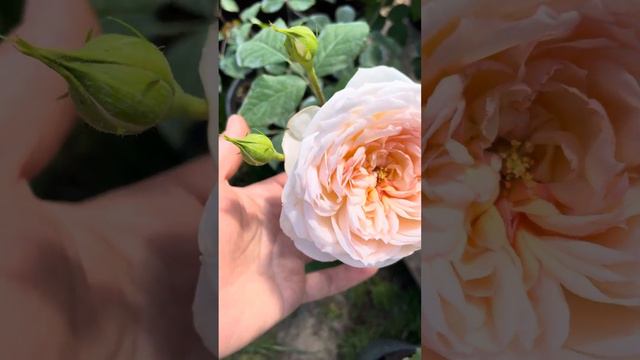 Обзор саженцев роз🥀 Каталог rozi-yulii.ru 🥀#саженцыроз #розывсаду смотреть онлайн