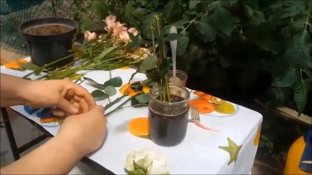 Укоренение роз из букета.Черенкование в фитоспарине. смотреть онлайн