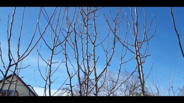 Весенняя обрезка сада. Секатором Okatsune 103  и пилой Due Buoi KARATE RS 210 24  ЧАСТЬ 2