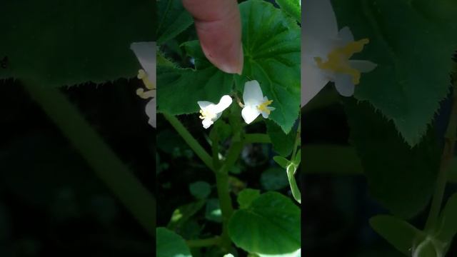 Curcubitales. Begoniaceae. Begonia Sp. Borneo