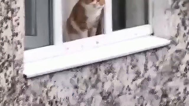КІТ НЕ СТРИБАЙ мем | 8К ВИДЕО В ХОРОШЕМ КАЧЕСТВЕ смотреть онлайн