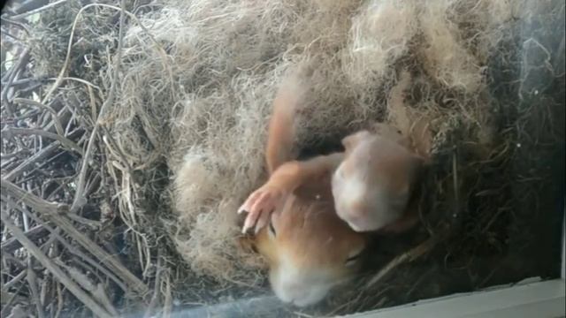 Из жизни белок смотреть онлайн