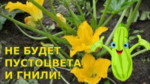 Теперь я знаю«почему гниют кабачки» и завязи.Причины загнивания- способы устранение проблем!