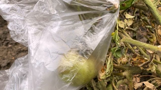 Как сохранить кусты помидор до весны и первыми получить новый урожай? смотреть онлайн