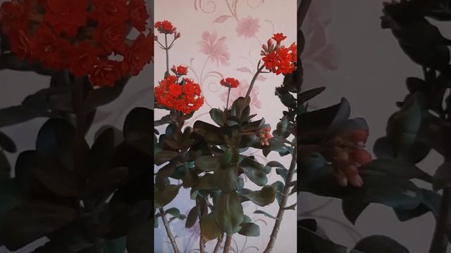 Каланхоэ гулін гулдету жолы смотреть онлайн