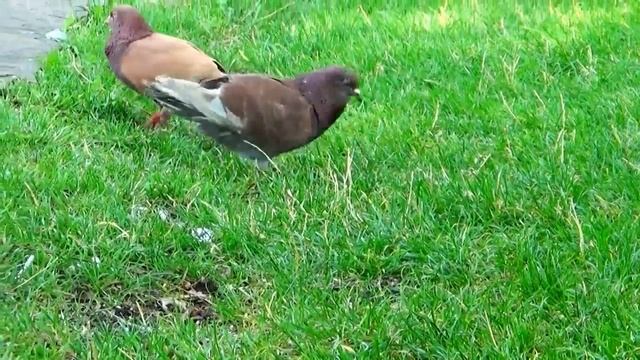 #Голуби -танец. смотреть онлайн