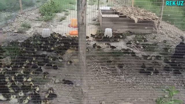 Индоутка бокиш ва купайтириш 2-кисм ?991385587 O'rdak boqish va ko'paytirish indoutka jujalari смотреть онлайн