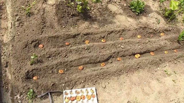 Гладиолусы ,так их сажаю я!