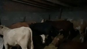 Покупка Быков на откорм  каких Быков лучше брать на откорм