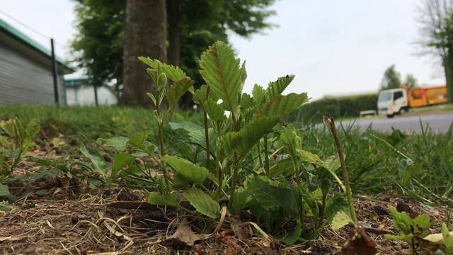 Grey alder (Alnus incana) - saplings - May 2018 смотреть онлайн