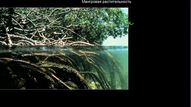 181 Мангровая растительность смотреть онлайн