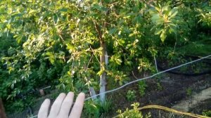 Шпалера для винограда. Опора для винограда. Как и из чего изготовить?