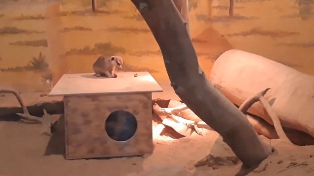 В мире животных- Алматинский зоопарк декабрь 2019(1) смотреть онлайн