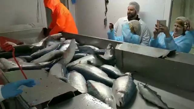 Производство Мурманского Лосося 1 смотреть онлайн