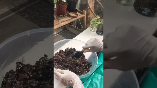 Giá thể trồng kiểng lá nhà bạn là gì 🌿 смотреть онлайн