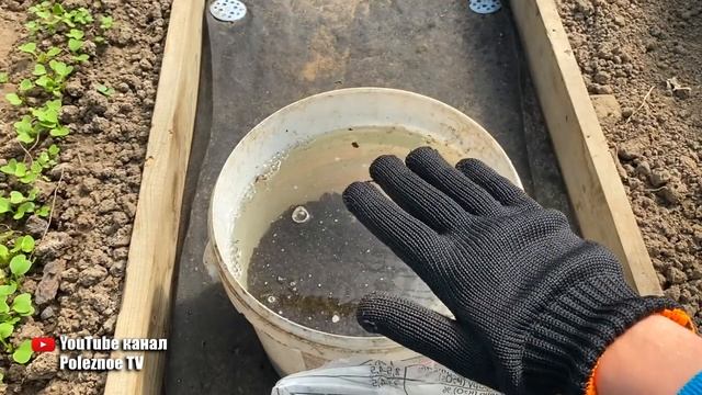 Об этой подкормке чеснока вам не расскажут те, кто умеет его выращивать! смотреть онлайн