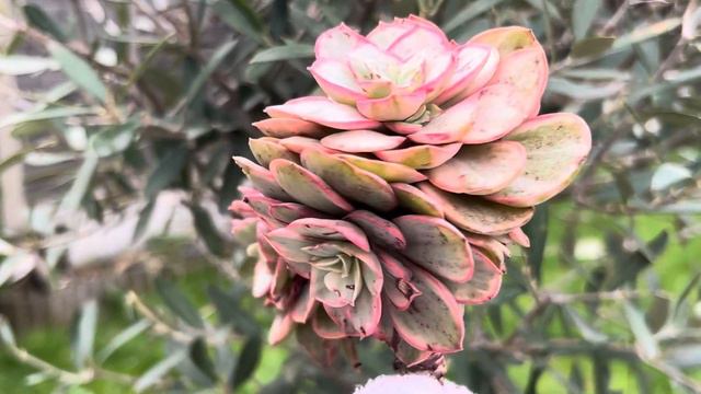 Echeveria ‘Suyon’ Variegated смотреть онлайн