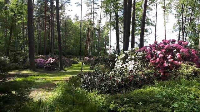 Парк Рододендронов Бабите. lll. смотреть онлайн