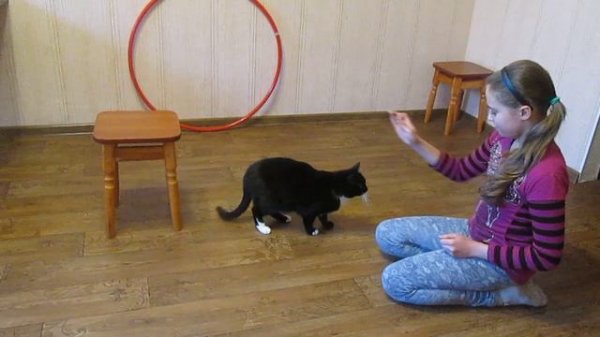 Дрессировка кота