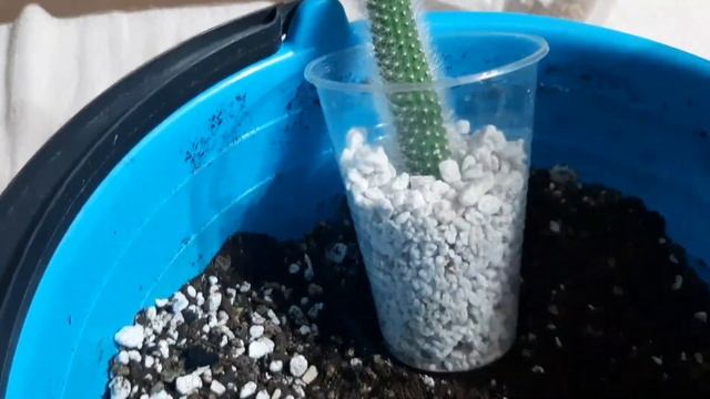 ХВОСТЫ ДАЛИ КОРНИ! Хильдевинтера. 18.11.2022. смотреть онлайн