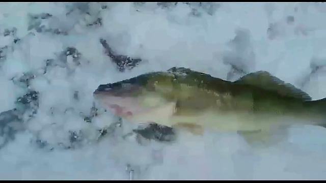 ICE FISHING. Amazing bait for walleye. Уникальная приманка для ловли трофейного судака смотреть онлайн