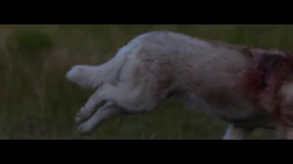 David Guetta - She Wolf (Falling To Pieces) ft. Sia