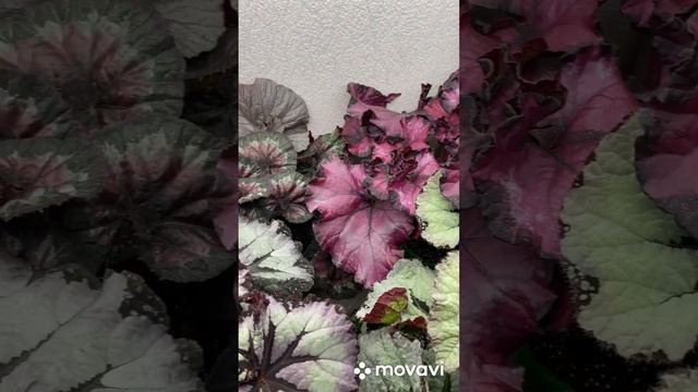 Моё бегониевое царство. Декоративно-лиственные бегонии. смотреть онлайн