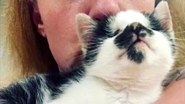 Женщина случайно услышала крик слепого котёнка в приюте и просто не смогла уйти оттуда без него смотреть онлайн