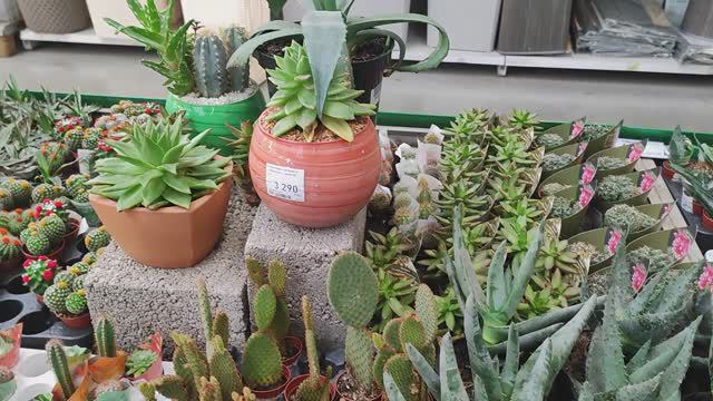 Обзор суккулентов в Бауцентре в г.Новороссийск смотреть онлайн