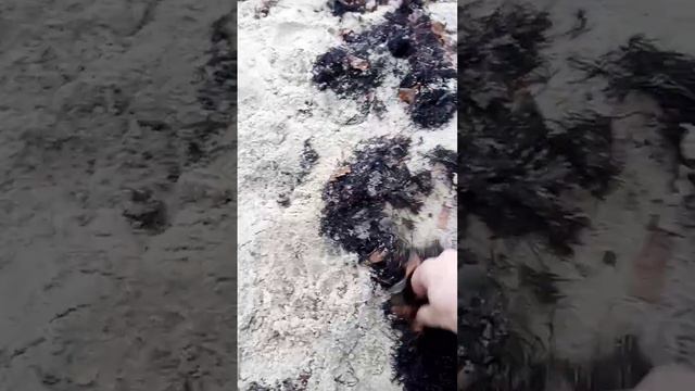 море Балтийское, ищу во мху янтарь я. #врек #рек #прикол #юмор #калининград смотреть онлайн