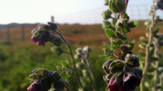 Houndstongue (Cynoglossum Officinale) / Gypsy Flower - 2012-05-30 смотреть онлайн