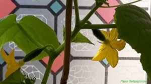 РАННЯЯ ПТАШКА и МАЛЬЧИК С ПАЛЬЧИК через 45 ДНЕЙ после всходов