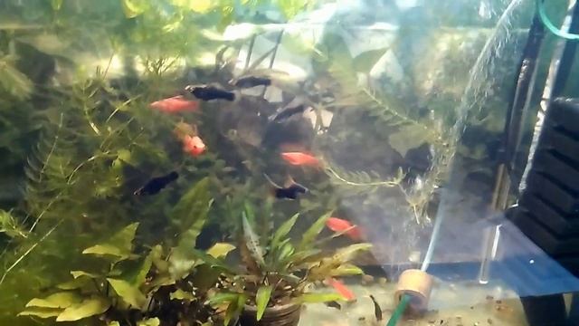 Аквариум на разводне(в колхозе)).Меченосцы драконы и коридорасы Джули. смотреть онлайн