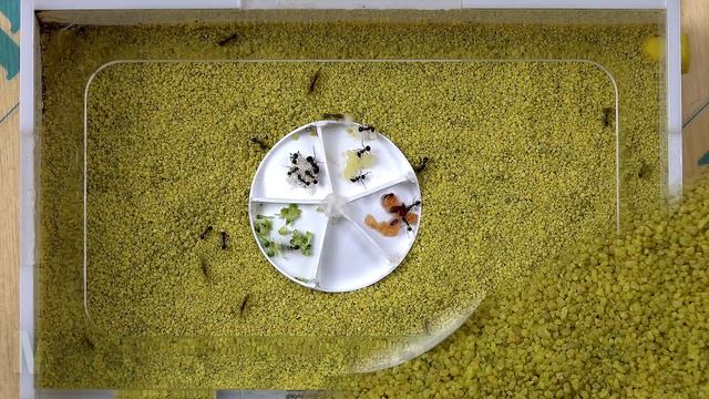 Муравьи жнецы едят пыльцу, брокколи, черешню смотреть онлайн