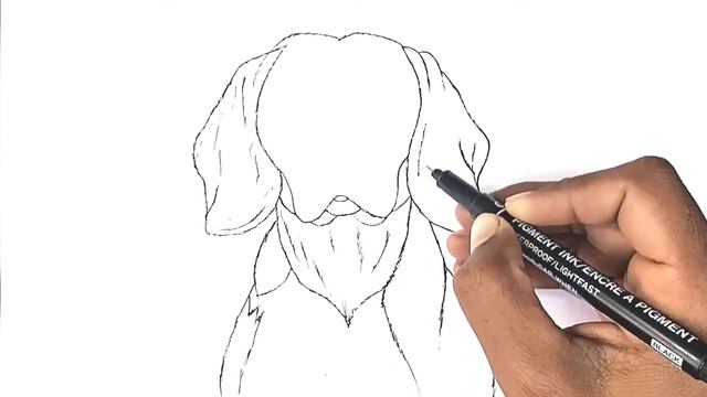 How To Draw A Beagle || Step By Step || Draw See Cute смотреть онлайн