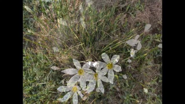 Zephyranthes candida смотреть онлайн