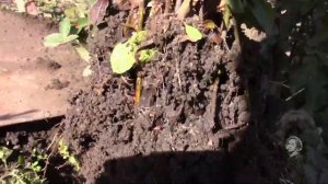 ПИРАКАНТА КРАСИВЫЙ ВЕЧНОЗЕЛЁНЫЙ КУСТАРНИК.  ЛЕГКО РАЗМНОЖИТЬ ЧЕРЕНКАМИ.