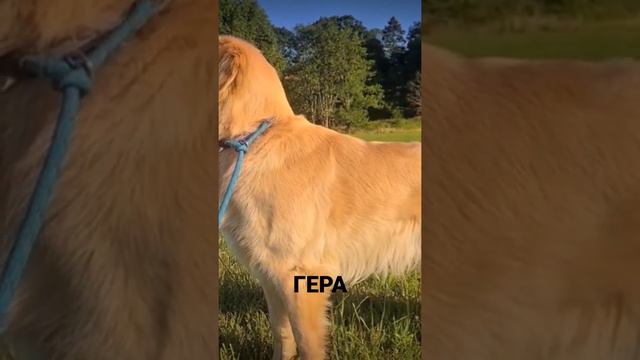 золотой ретривер смотреть онлайн