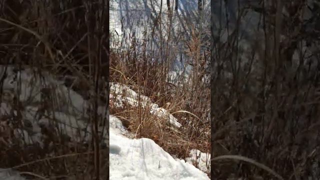 Россия. Сибирь. Ангарск. п.Одинск. устье реки Ангара. 26.02.2022г. смотреть онлайн