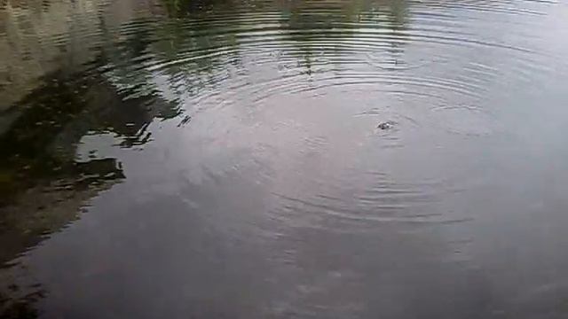 Храбрая лягушка смотреть онлайн