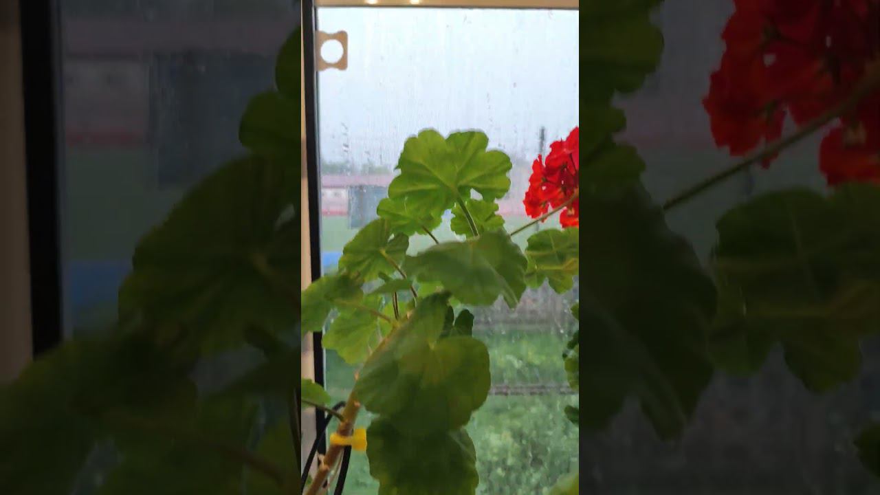 5 июня 2024 г. смотреть онлайн