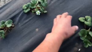 Клубника фриго через 15 дней. Обработка. Подкормка.