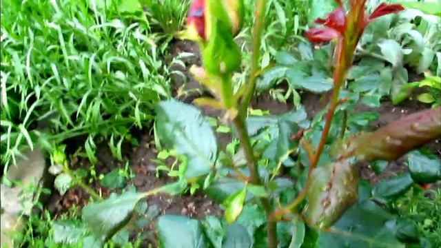 Прогулка по саду. 24 мая. смотреть онлайн