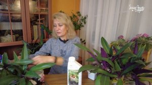 Традесканция РЕО комнатная - самый неприхотливый цветок. Уход в домашних условиях, пересадка.