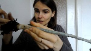 Гниль каудекса адениума: как спасти адениум? - срочная обрезка.