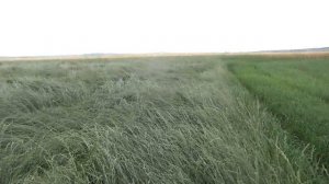 Райграс однолетний, 2016 год.