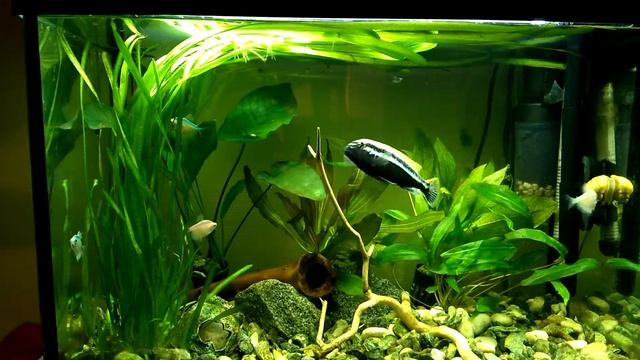 Ауратус меланохромис смотреть онлайн