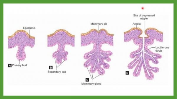 Sut bezlarining embrional rivojlanishi | Formation of mammary glands