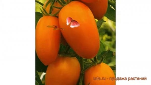 Томат обыкновенный Золотое руно (zolotoe runo) ? обзор: как сажать, семена томата Золотое руно