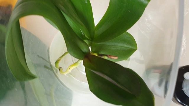 Как отделить детку от орхидеи | Как нарастить корни детке орхидеи | Как омолодить орхидею смотреть онлайн